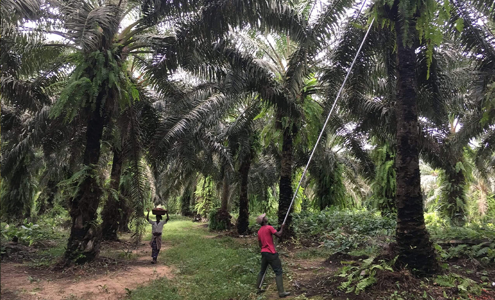 African man getting fruit down from palm tree