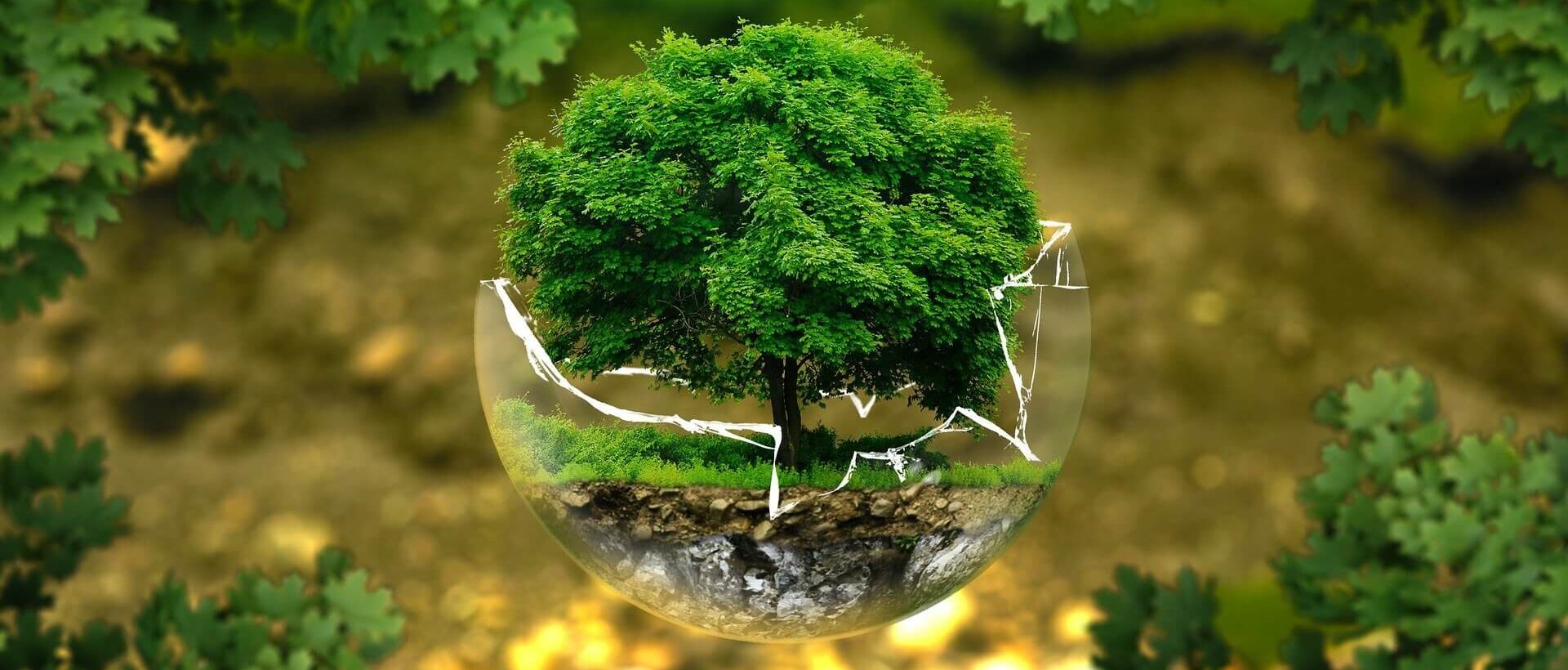 A bonsai tree coming out of a glass