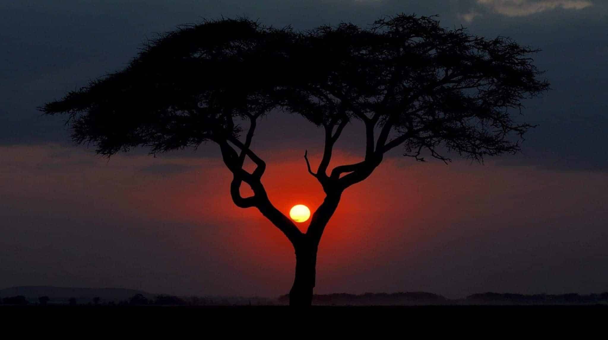African Acacia Tree at sunset